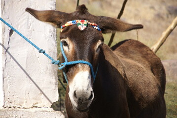 Close up of a fat donkey in Greece