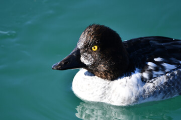 Female Common Goldeneye Duck 