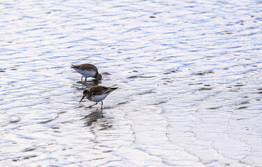 Two Sea Birds Digging for Food