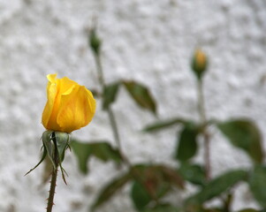 Close up of a yellow rosebud