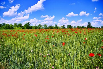 Fototapeta na wymiar Wild poppy field on a beautiful and sunny spring day