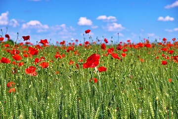 Wild poppy field on a beautiful and sunny spring day