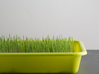 Closeup of fresh green wheatgrass on white background