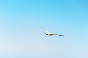 photo of a seagull in the sky above the sea