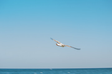 Fototapeta na wymiar photo of a seagull in the sky above the sea