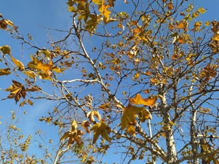 Arbol con hojas amarillas_otoño