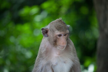 可愛いサル