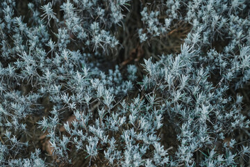 Frosty background plant bushes in winter