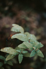 Fragile little plant part with water drops