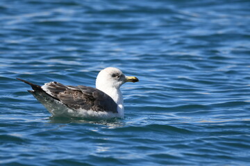 GAVIOTA