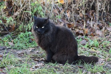 Naklejka na ściany i meble one black big fluffy cat sits and looks on the gray ground and in the green grass in the park