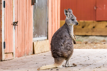 closeup of sitting red-necked wallaby Macropus rufogriseus animal farm. © olegmayorov