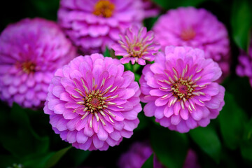 Obraz premium pink dahlia flower