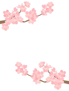 桜120　さくら　花　カード