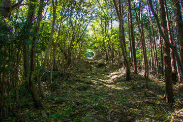 森の中の登山道 © 木村　亨