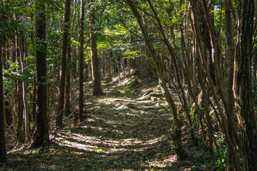 木漏れ日が差し込む未舗装の山道 © 木村　亨