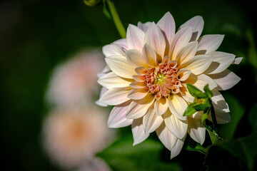 white dahlia flower in garden