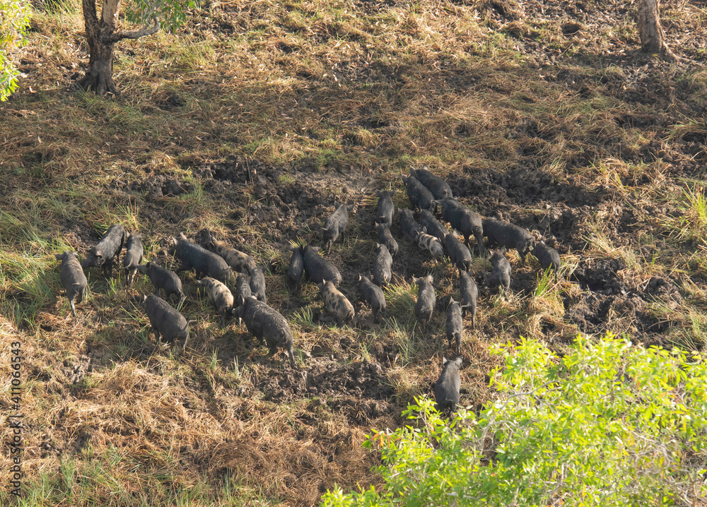 Wall mural Kakadu National Park Northern Territory, Australia, a large mob of feral wild pigs. - Wall murals