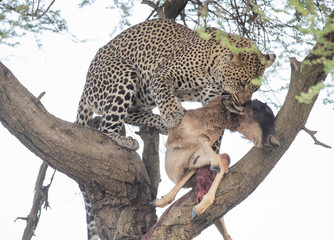 Africa, Tanzania Serengeti National Park, a  leopard dragging a kill up a tree.