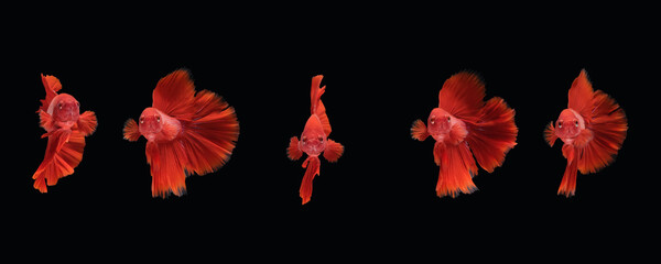 Photo collage of super red halfmoon type of betta splendens siamese fighting fish isolated on black...