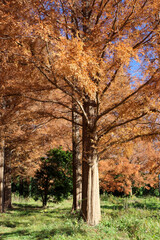 日本の秋の風景 鮮やかなもみじ 紅葉 青空 朱色 美しい 綺麗 Wall Mural Mireia