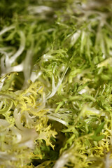 Green vegetables close up Cichorium endivia family asteraceae modern high quality prints