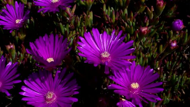 Pink Delosperma cooperi in macro slider movie