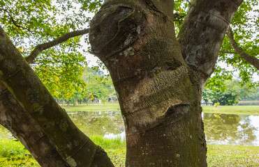 Looking through the trunk of a tree. A idyllic park in the summer sunshine seen through the old tree trunks. The grain of the tree bark in the foreground. A small lake or pond behind the tree