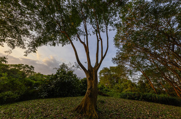A single deciduous tree in a clearing in the sunset. The rays of the sun on the bark of the tree trunk. In the background the blue sky with individual clouds. The setting sun colors the sky colorful