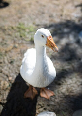 white duck on the grass