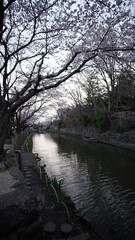 八幡堀の桜
