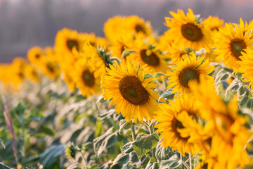 Close-up of sunflowers blooming in the field