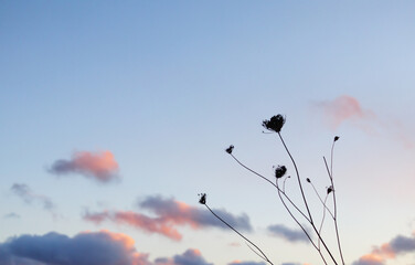 枯れた花　冬　夕焼け