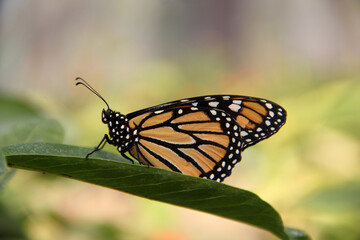 Mariposa