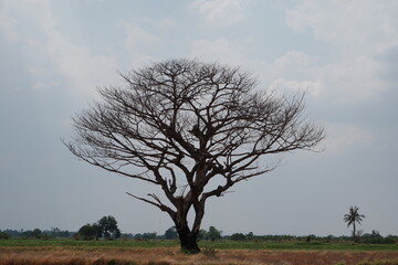 tree in the field