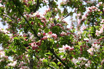 Pink Blossoms Tree