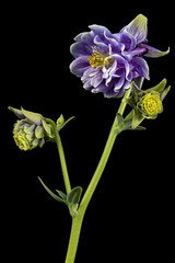 Naklejka na ściany i meble Violet flower of aquilegia, blossom of catchment closeup, isolated on black background