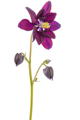 Purple flower of aquilegia, blossom of catchment closeup, isolated on white background