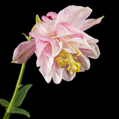 Pink flower of aquilegia, blossom of catchment closeup, isolated on black background