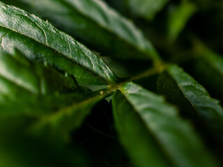 Green leaves