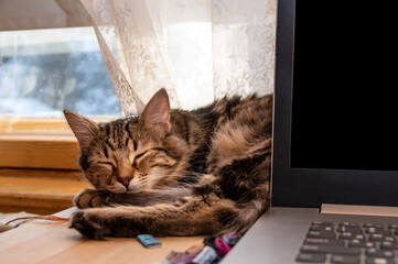 Kitten sleeps on table with laptop near sunny window.