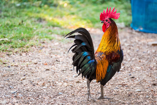 A Rooster on field.Beautiful chicken in the nature garden of Thailand