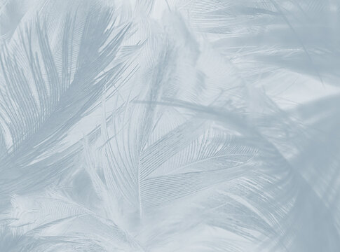 Beautiful White Feather Pattern Texture Background