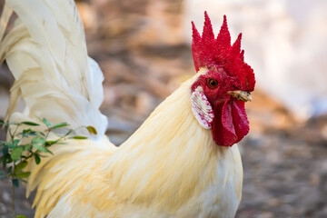 A Rooster on field.Beautiful chicken in the nature garden of Thailand