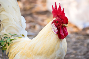 A Rooster on field.Beautiful chicken in the nature garden of Thailand