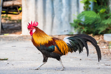 A Rooster on field.Beautiful chicken in the nature garden of Thailand