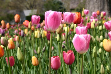 Pink Tulips in Garden