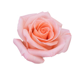 Pink rose flower isolated on white background, soft focus and clipping path.