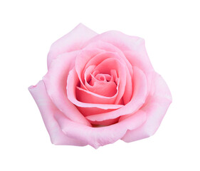 Pink rose flower isolated on white background, soft focus and clipping path. - 411076379
