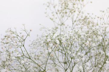 White gypsophila on white background.